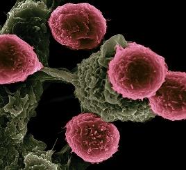 Immunotherapy illustration 1